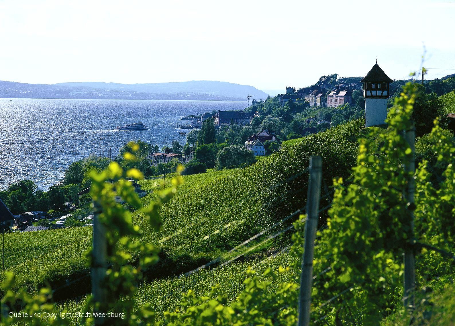 Die Weinhänge um Meersburg am Bodensee.
