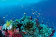 Australien: Im Great Barrier Reef tauchen ist ein unvergessliches Erlebnis
