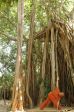 Yoga unter dem uralten Banyan Baum im SwaSwara.