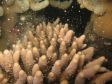 Paarungszeit am gr��ten Korallenriff der Welt.
Das so genannte �Coral Spawning� � das j�hrliche Laichen der Korallen.