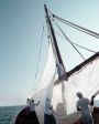 Ein Dhow (Deutsch: Dau) beim Segel hissen.