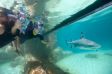 The Grand Reef in Discovery Cove: Auge in Auge mit Haien schnorcheln