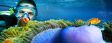 Australien / Great Barrier Reef: Prachtvolle Anemonen in kristallklarem Wasser