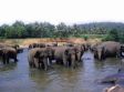 Im Elefantenwaisenhaus Pinnawela den R�sselriesen beim Baden zuschauen.