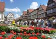 Celle: Geranienmarkt