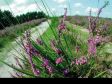 S�dheide Gifhorn - Bl�hende Heide