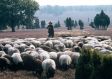 Celler Land: Heidschnucke