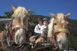 Kutschfahrten durchs Tannheimer Tal werden sowohl tags�ber als auch, f�r Romantiker, in der Nacht angeboten.
