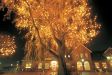 Weihnachtliche Lichterwochen in Bad Zwischenahn