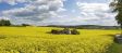Naturpark im Osnabr�cker Land bei Bl�te.
