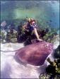 Einem Stachelrochen in Discovery Cove begegnen ist nichts ungew�hnliches.