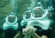 Beim Unterwasser-Spaziergang Seaventure in The Grand Reef ungew�hnlichen Meeresbewohnern begegnen.