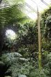 Im tropischen Gew�chhaus mit Baumfarnen - Viktoriahaus G�ttingen.