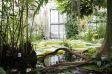 Riesige Bl�tter der Victoria Amazonica - Viktoriahaus G�ttingen.
