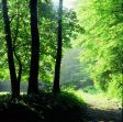 Waldlichtung im Osnabr�cker Land.