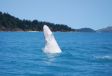 Wei�es Walkalb in den Whitsundays.