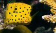 Box Fisch in der Unterwasserwelt der Malediven