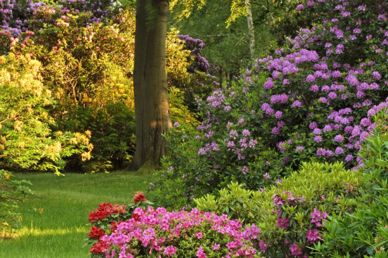 Rhododendronpark, Graal-Müritz