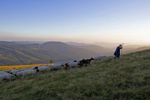 Feldberg