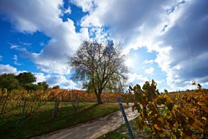 Siefersheimer Weinberge