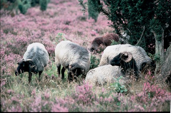Heidschnucken auf der Lüneburger Heide