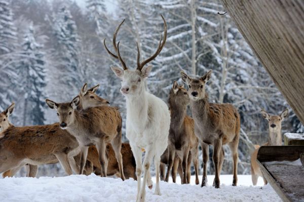 Hirschgehege Bergotel Maibrunn