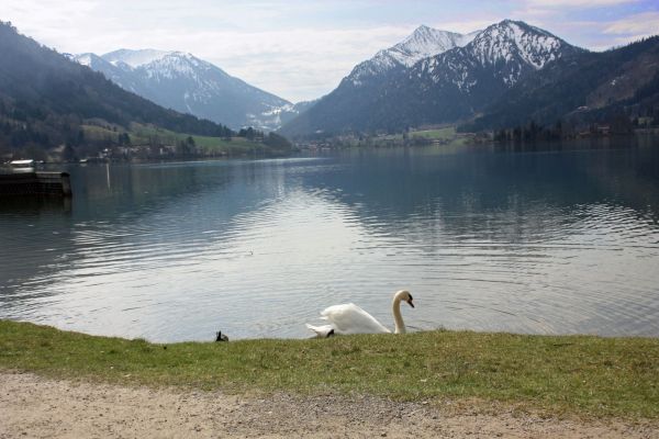 Schliersee Schwan