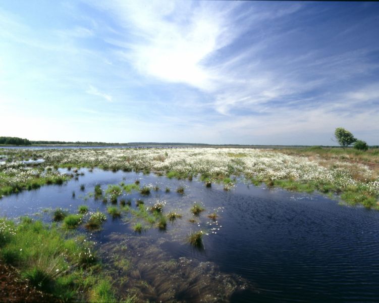 Ahlenmoor, Cuxhaven