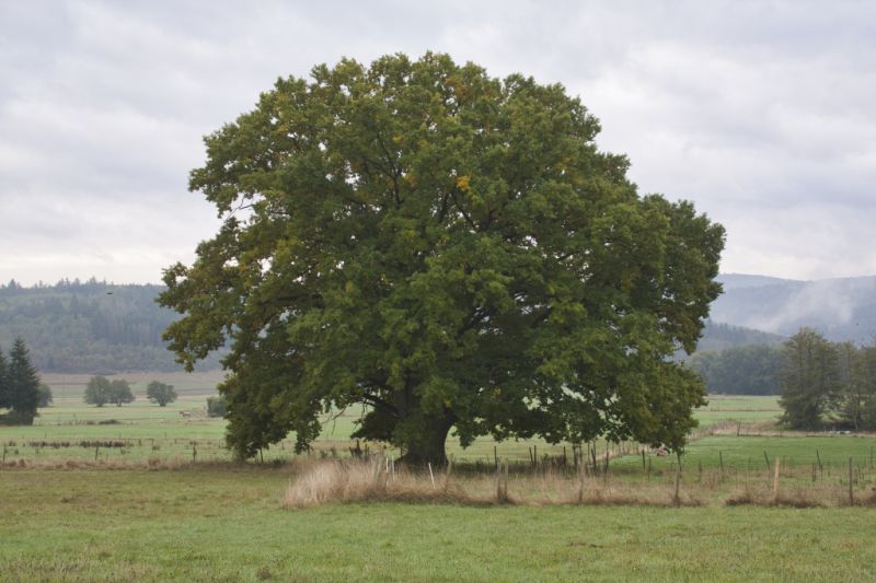 Dicke Eiche, Dillenburg Dicke Eiche, Dillenburg