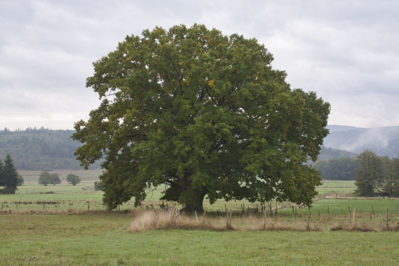 Dicke Eiche, Dillenburg