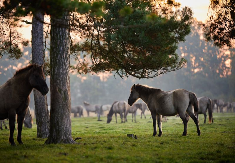 Wildpferde Merfelder Bruch, Dülmen Wildpferde Merfelder Bruch, Dülmen