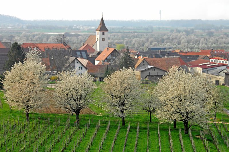 Kaiserstühler Kirschenfest, Endingen Kaiserstühler Kirschenfest, Endingen