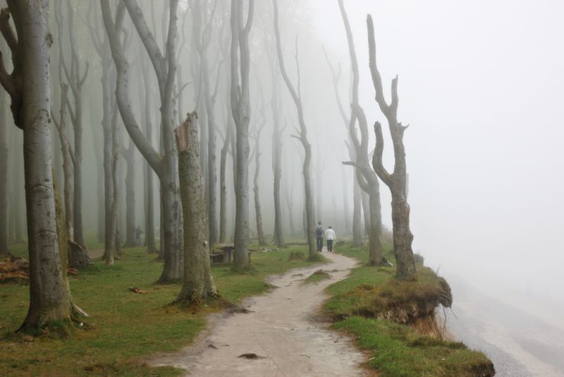 Gespensterwald, Ostseebad Nienhagen Gespensterwald, Ostseebad Nienhagen