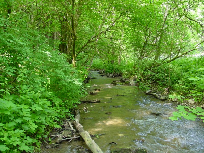 Premiumwanderweg Krebsbachputzer, Eigeltingen Premiumwanderweg Krebsbachputzer, Eigeltingen