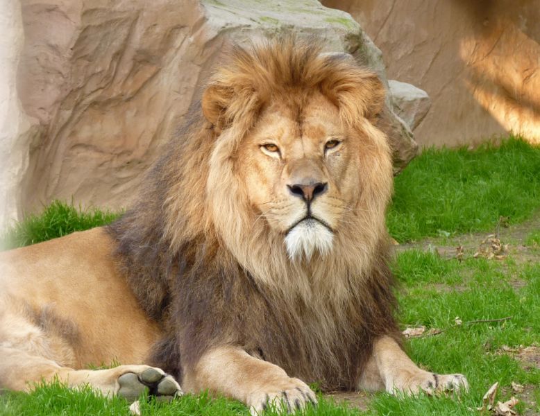Zoo, Neuwied Zoo, Neuwied