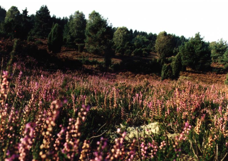 Lüneburger Heide, Lüneburg