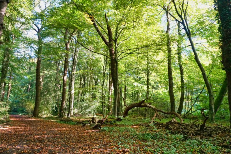 Neuenburger Urwald, Zetel