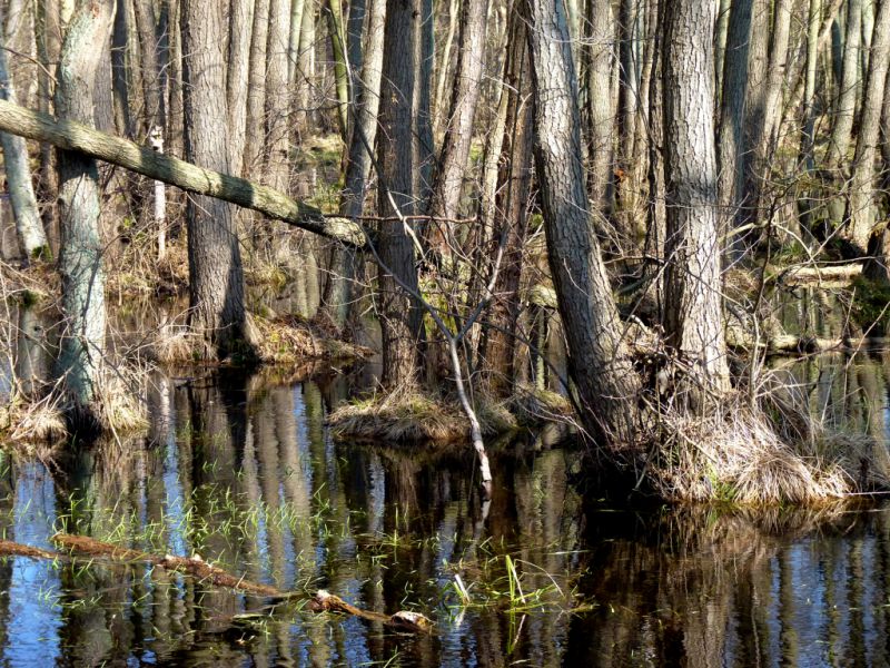Hochmoor, Graal-Müritz Hochmoor, Graal-Müritz