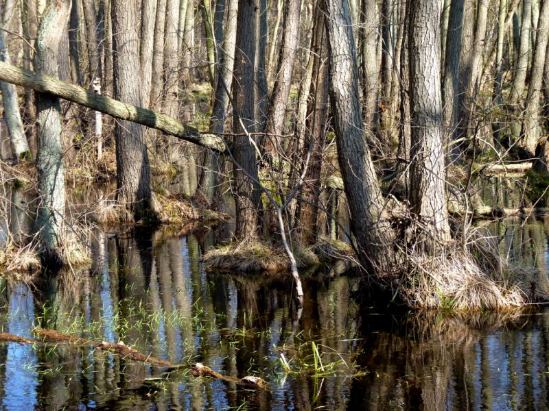 Hochmoor, Graal-Müritz