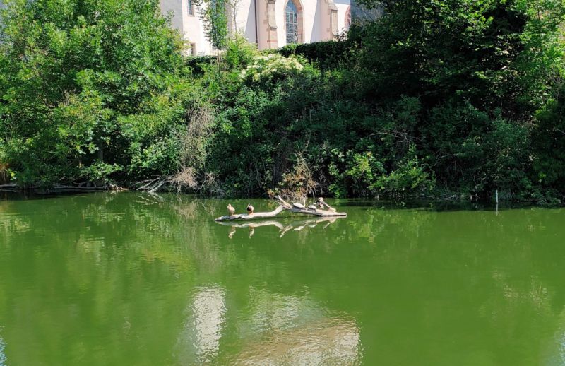 Hammelburger Weiher, Hammelburg