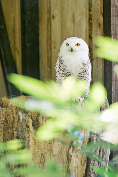 Tierpark Irgenöd, Ortenburg Tierpark Irgenöd, Ortenburg