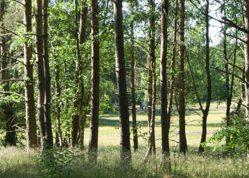 Senner Pferde, Schloß Holte-Stukenbrock Senner Pferde, Schloß Holte-Stukenbrock