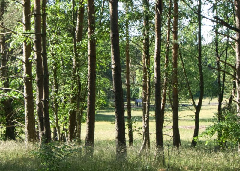 Senner Pferde, Schloß Holte-Stukenbrock