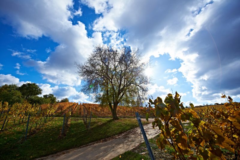 Siefersheimer Weinberge, Siefersheim