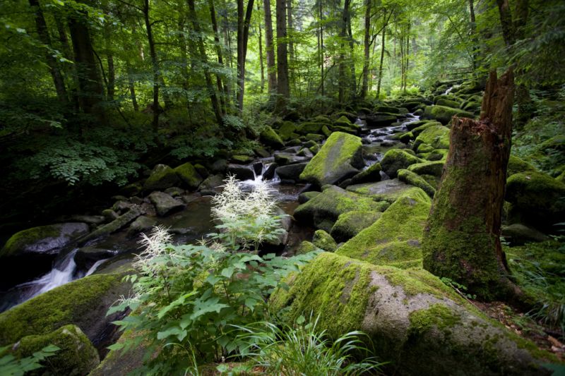 Saussbachklamm, Waldkirchen