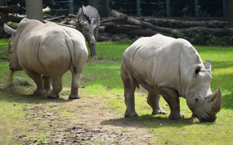Schweriner Zoo, Schwerin Schweriner Zoo, Schwerin