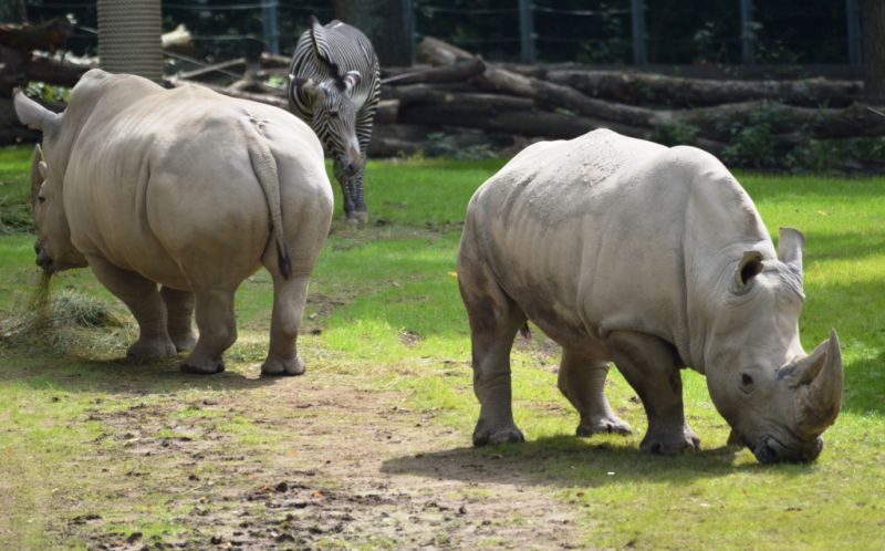 Schweriner Zoo, Schwerin