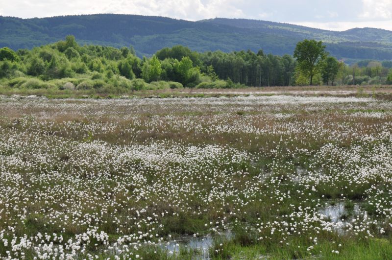 Großes Torfmoor, Lübbecke