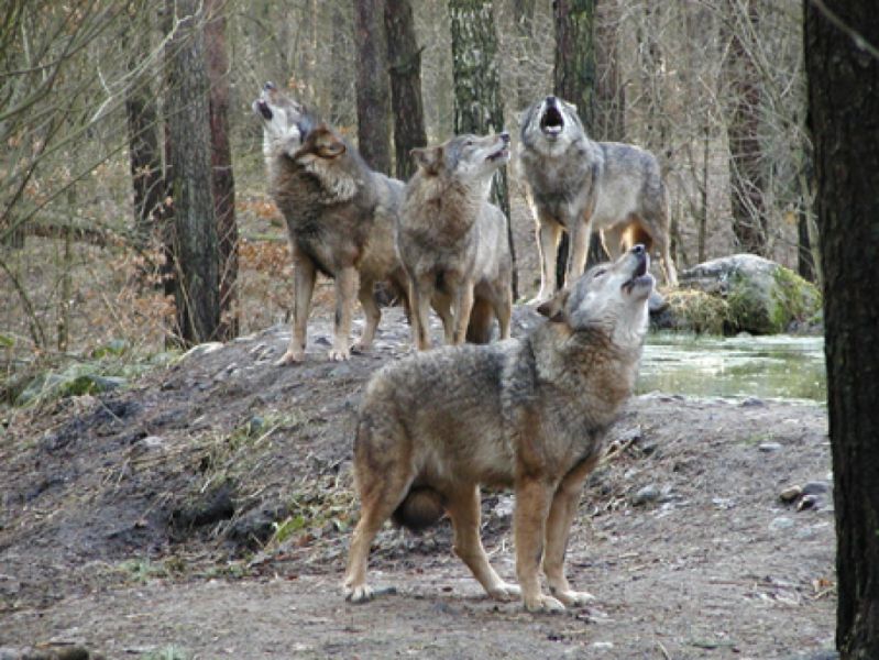 Natur- und Umweltpark Güstrow, Güstrow