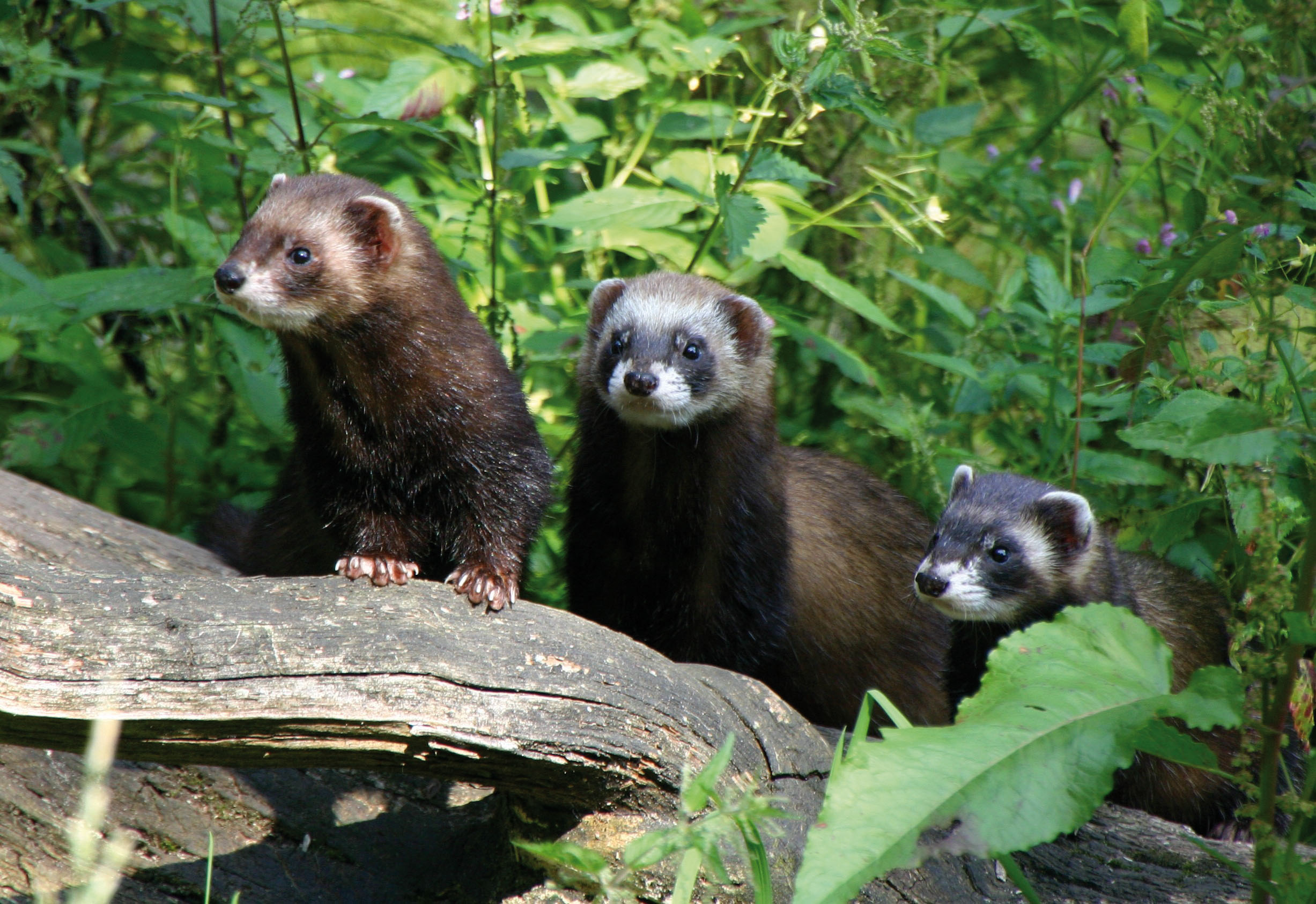 Otter-Zentrum, Hankensbüttel.
